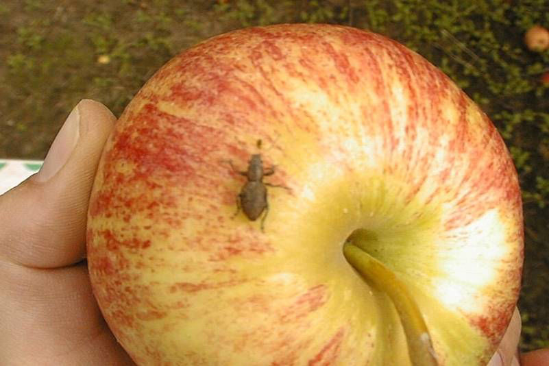 Fullers Rose Weevil